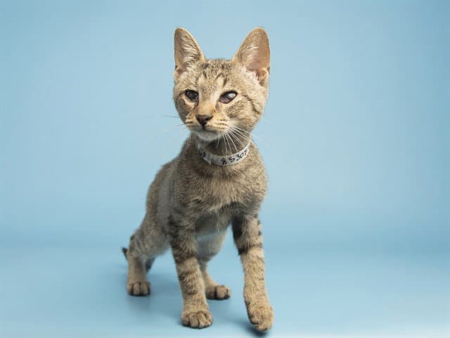 Lucien - Domestic Short Hair