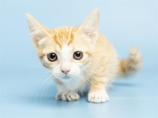 Butter - Domestic Short Hair