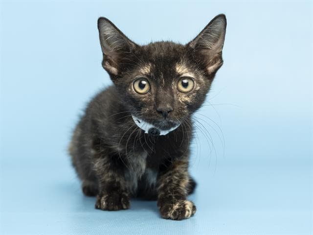 Ryder - Domestic Short Hair