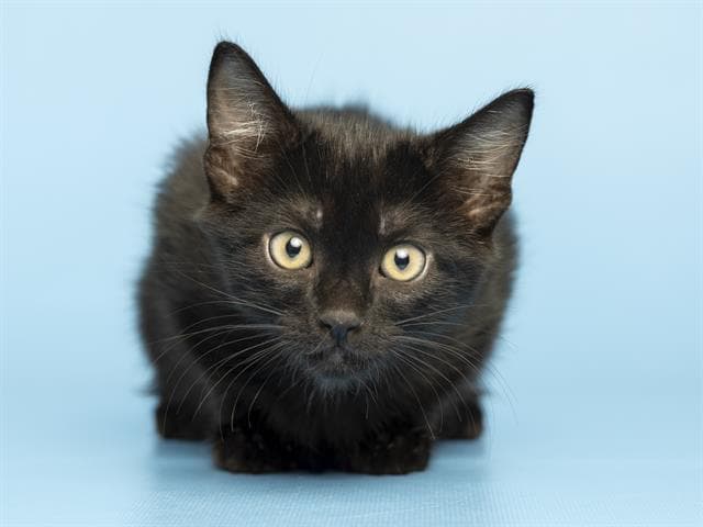 Batman - Domestic Short Hair