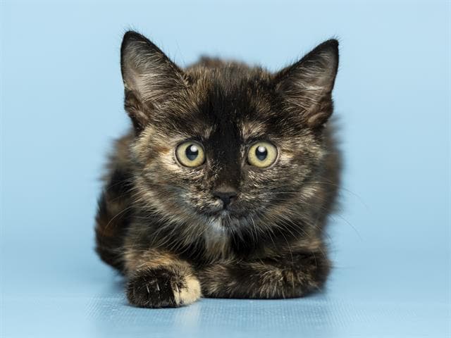 Robin - Domestic Short Hair