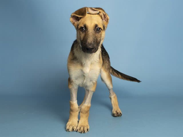 Levi - German Shepherd Dog
