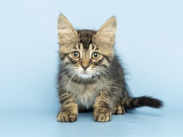 Dewey - Domestic Medium Hair