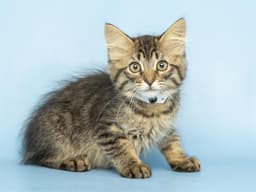 Louie image 1