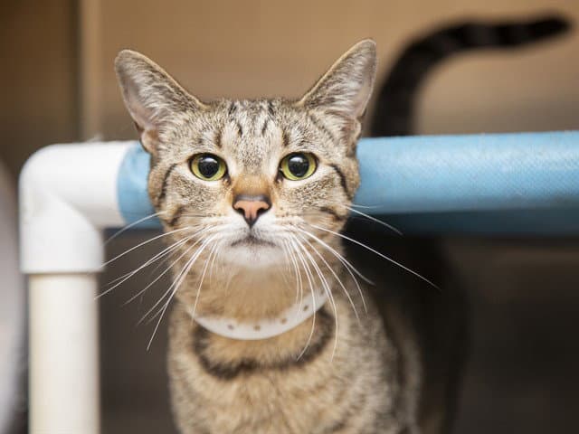 Ruby - Domestic Short Hair