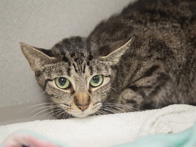 Miquella - Domestic Short Hair