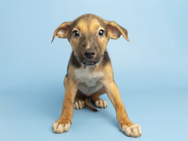 Keke - American Pit Bull Terrier