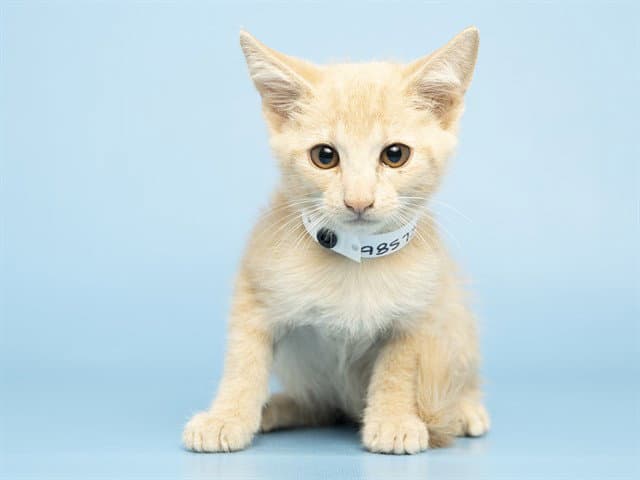 Pear - Domestic Short Hair