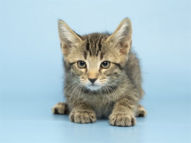 Peach - Domestic Short Hair