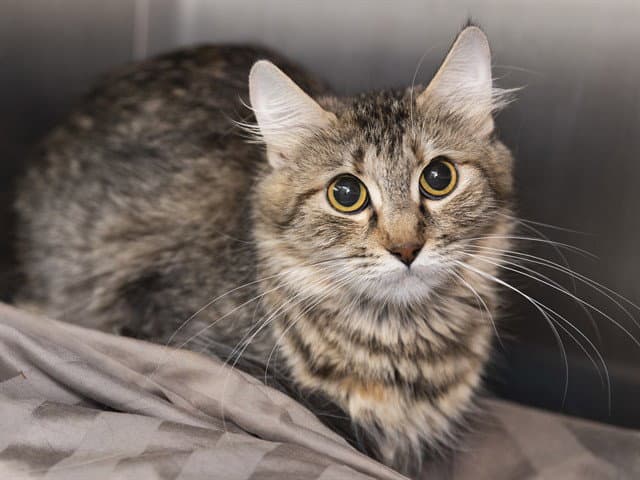 Perla - Domestic Medium Hair