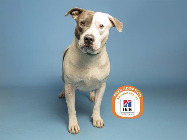 Fiona - American Pit Bull Terrier