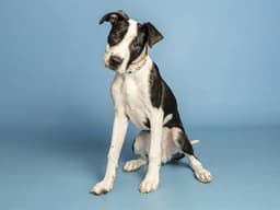 Bucky image 1