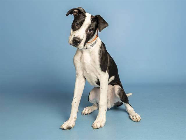 Bucky - Great Dane