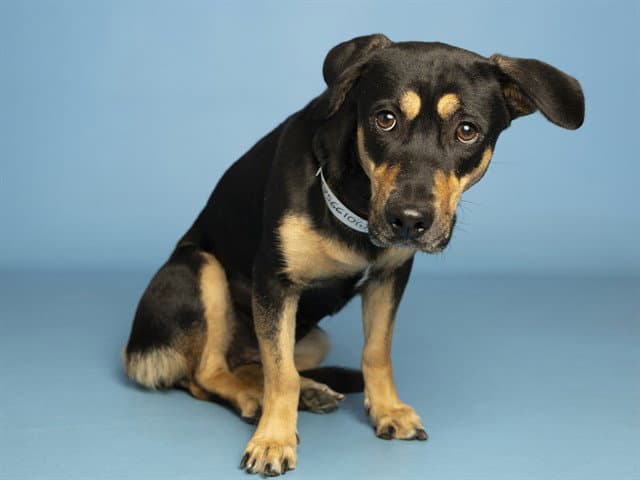 Bella - Doberman Pinscher