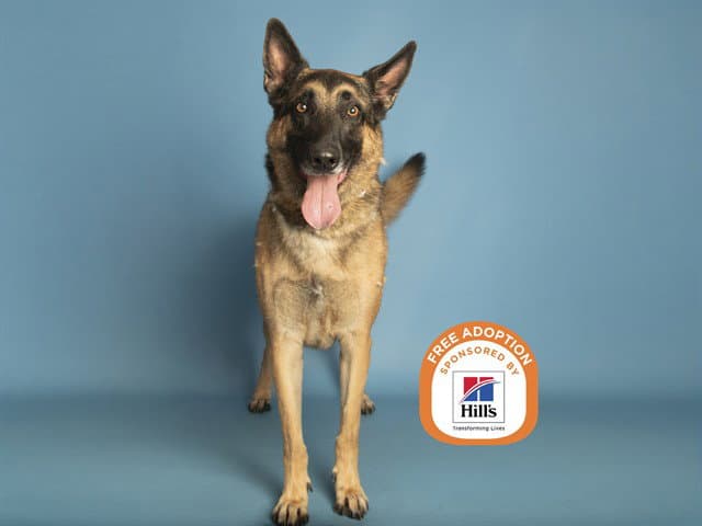 Loki - German Shepherd Dog
