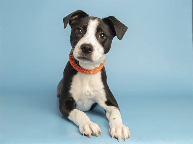 Pwincess - American Pit Bull Terrier