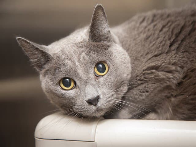 Patricia - Domestic Short Hair