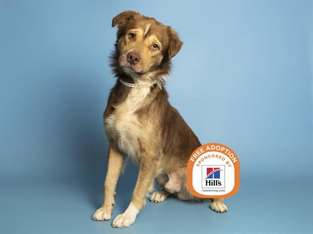 Sam - Australian Shepherd