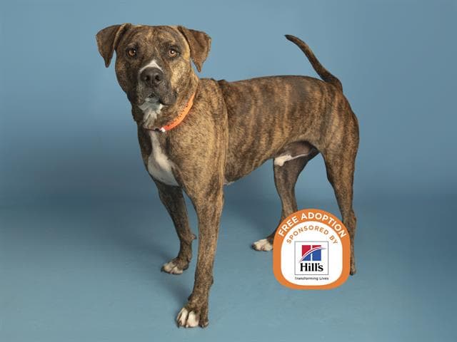 David - American Pit Bull Terrier