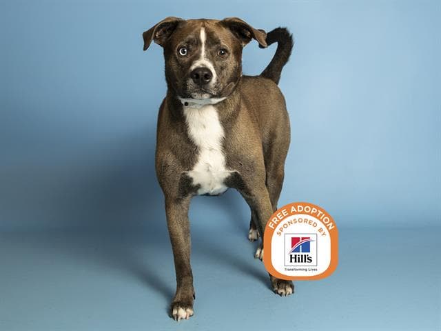 Buster - American Pit Bull Terrier