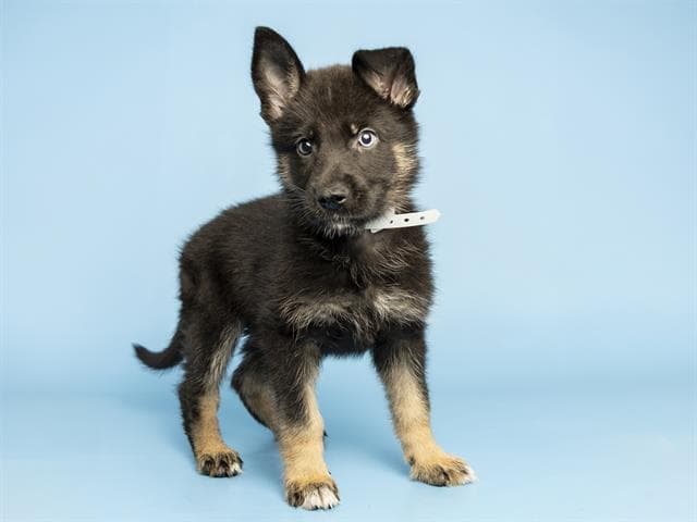 Axel - German Shepherd Dog