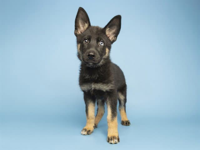 Axel - German Shepherd Dog