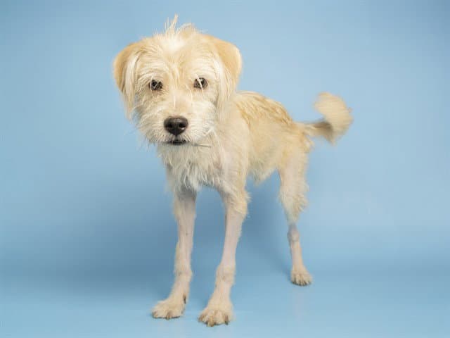 Jaime - Cairn Terrier