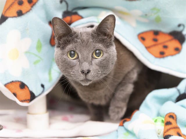 Pewter - Domestic Short Hair
