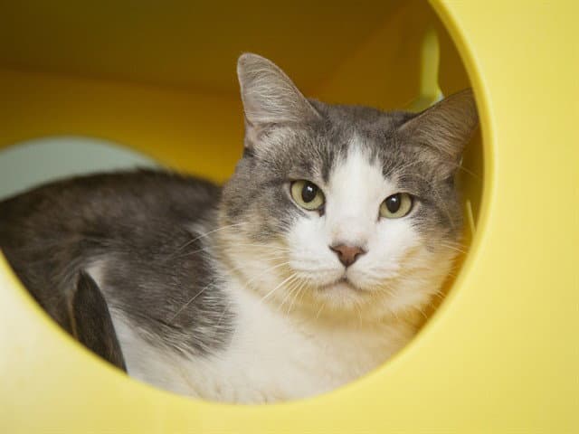 Mcgrath - Domestic Short Hair