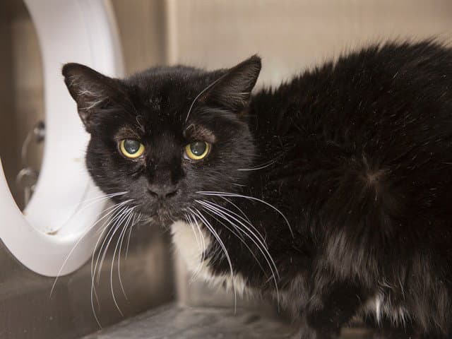 Princess - Domestic Short Hair
