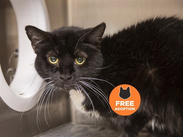 Princess - Domestic Short Hair