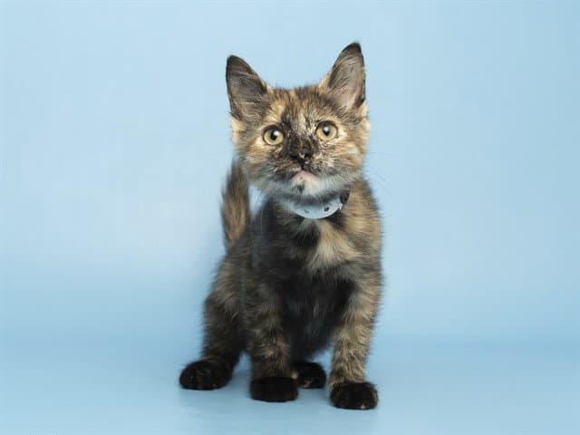 Cruella - Domestic Short Hair