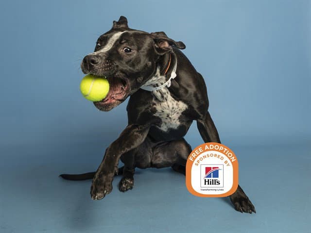 Olive - American Pit Bull Terrier