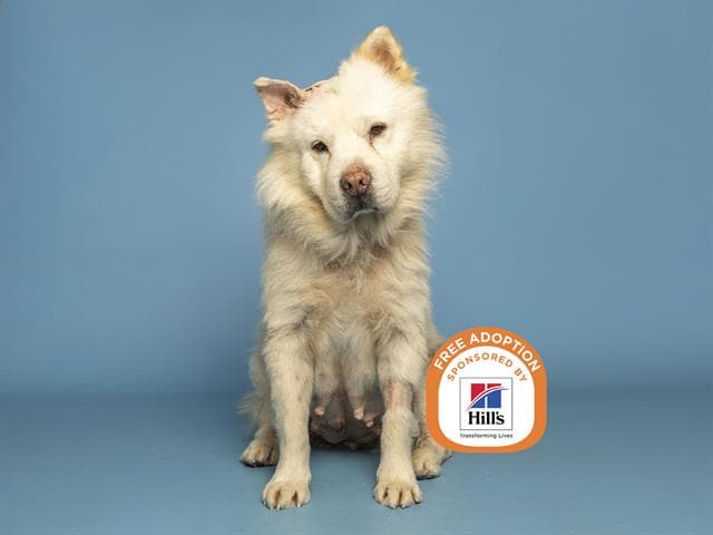 Blanca - Chow Chow