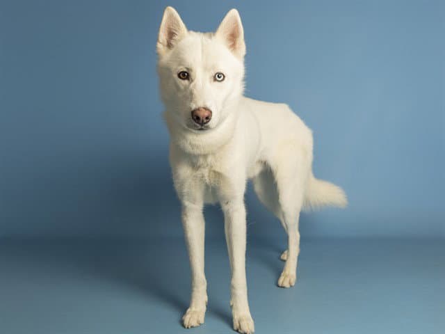 Frozone - Husky