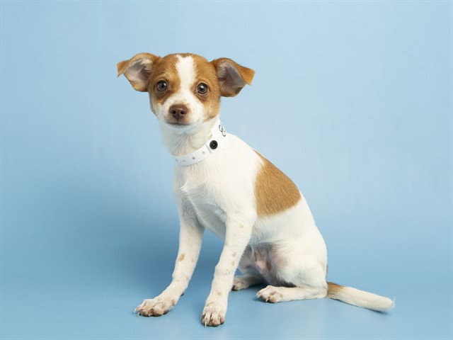 Big Dill - Chihuahua
