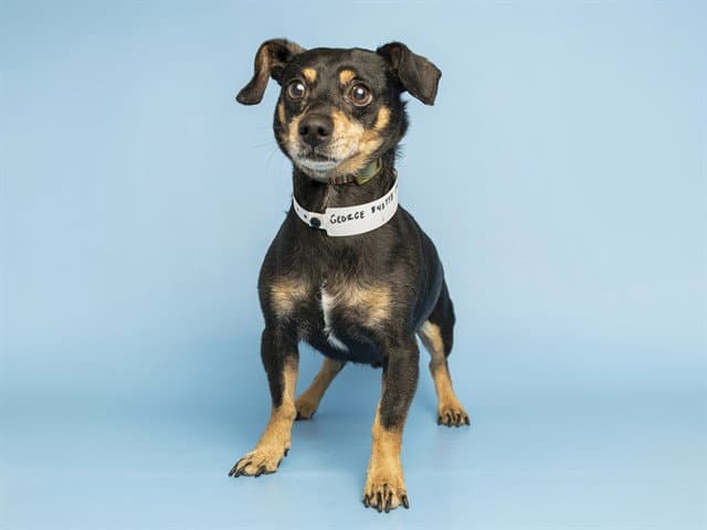 George - Dachshund