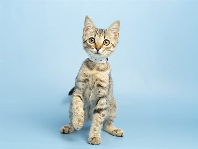 Jessie - Domestic Short Hair