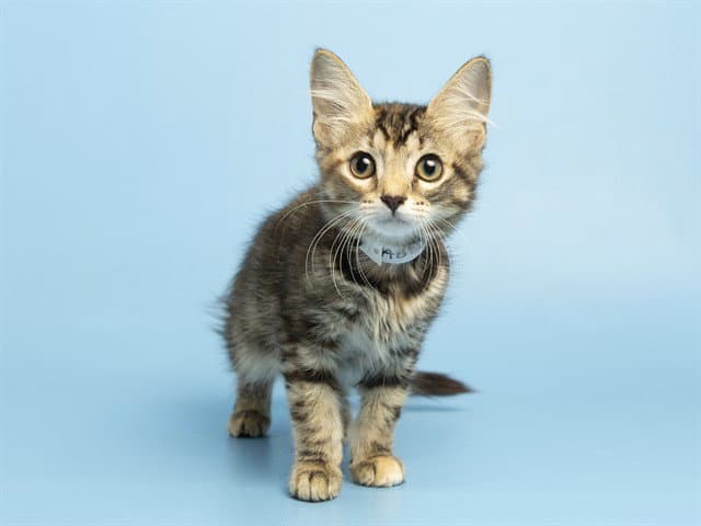 Merida - Domestic Short Hair