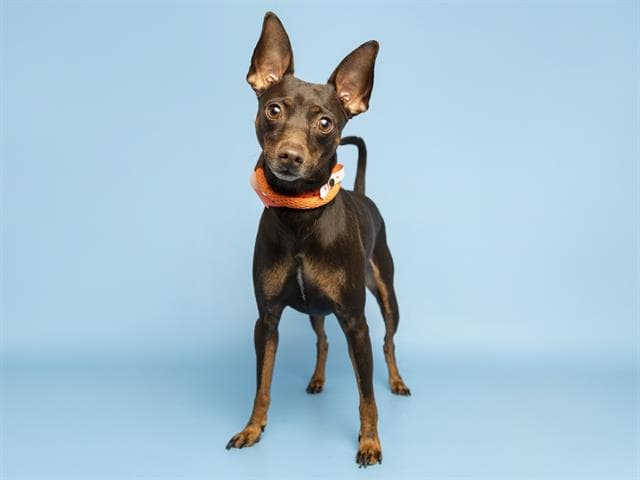 Freddy Fazbear - Miniature Pinscher