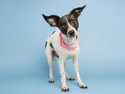 Junie image 1