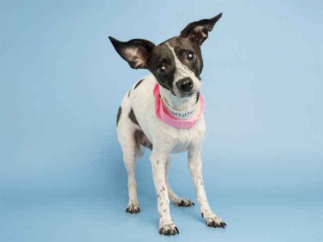Junie - Chihuahua