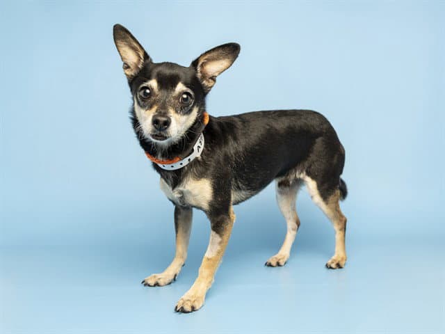 Bingo - Chihuahua