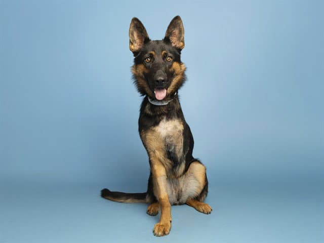 Ducky - German Shepherd Dog
