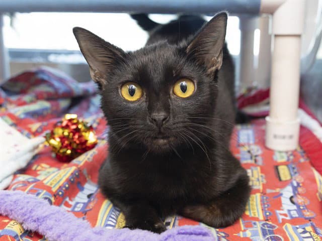 Charlottan - Domestic Short Hair