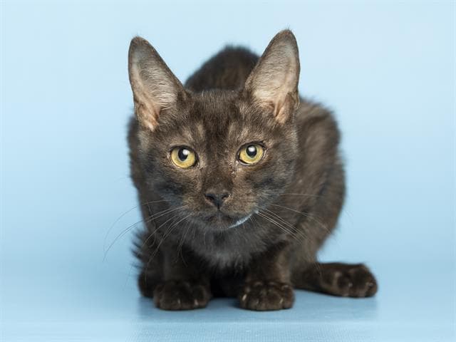 Sokka - Domestic Short Hair