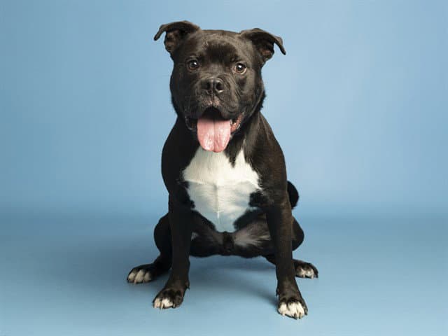 Darrell - American Bulldog