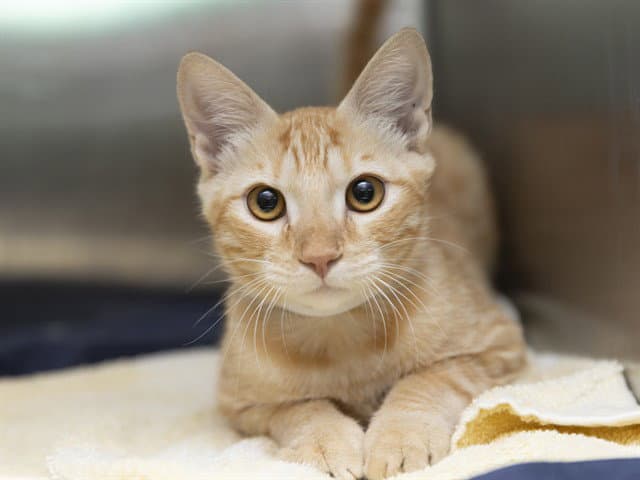 Enchilada - Domestic Short Hair