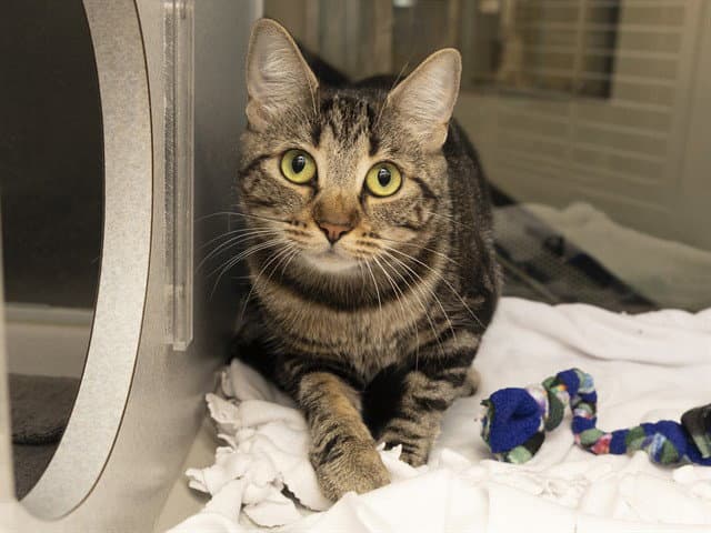 Pear - Domestic Short Hair