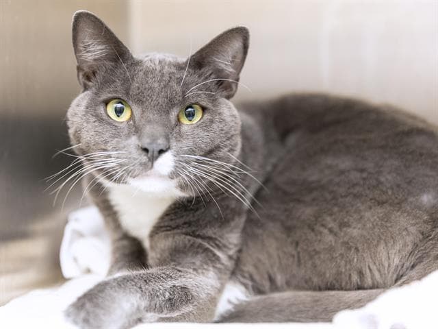 Bob - Domestic Short Hair